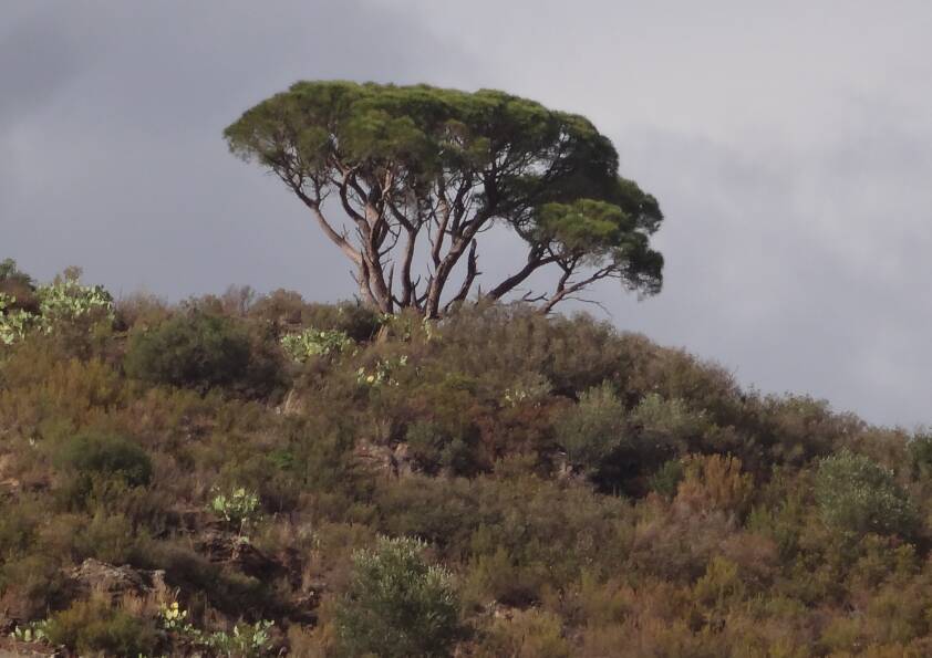 A tree on a scrubby hill ridge